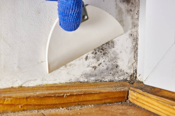 Best Residential Mold Inspection & Testing  in Bellerose Terrace, NY